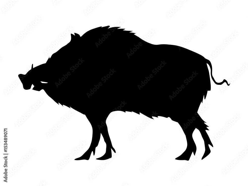 wild boar