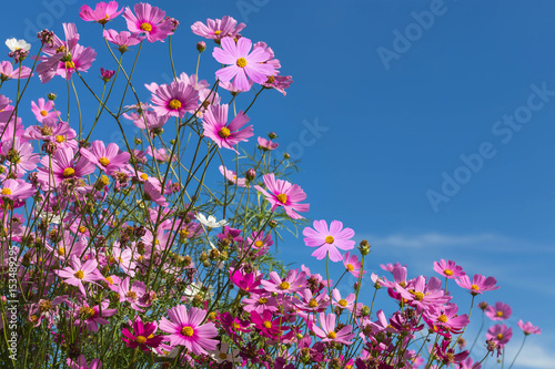 whitepink cosmos flowers blooming in the field  on blue sky background 
 photo
