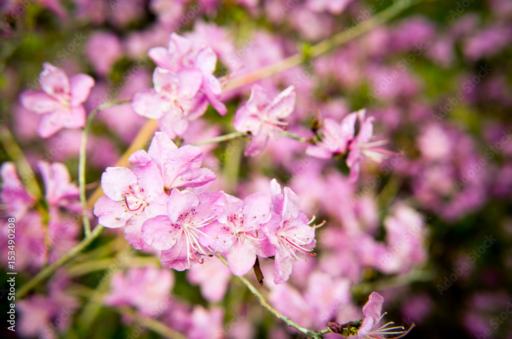 Closeup photo of a beautiful pink Rhododendron Closeup photo of a beautiful pink Rhododendron