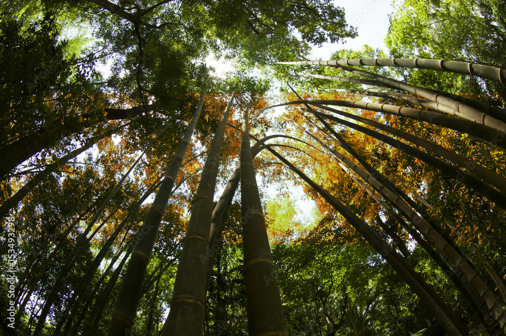 Fototapeta premium Autumn forest tree view from low angle