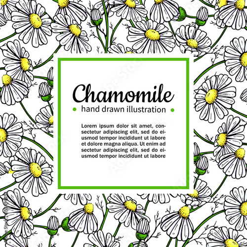 Chamomile vector drawing frame. Isolated daisy wild flower and leaves. Herbal artistic style illustration.