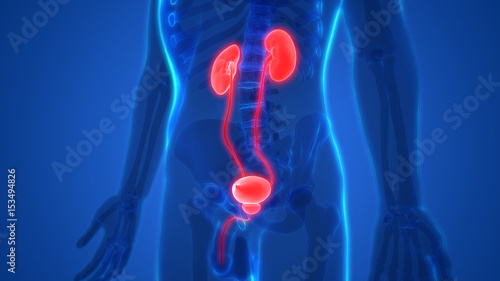 Принти на полотні Human Body Organs Anatomy (Kidneys with Urinary Bladder)