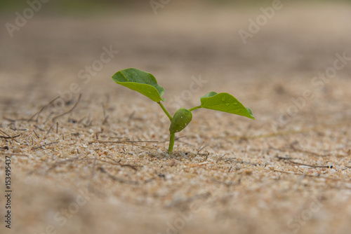 Seedling on the beach