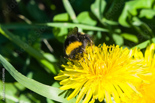 Bumblebee on a dandelion portrait macro with bokeh background, selective focus, shallow DOF photo