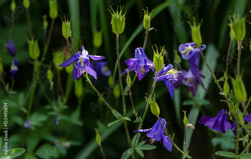 Aquilegia Vulgaris Aguile  a cultivated in a garden