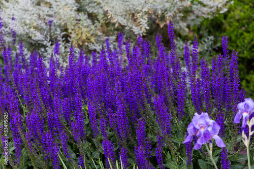 Salvia cultivated in a garden