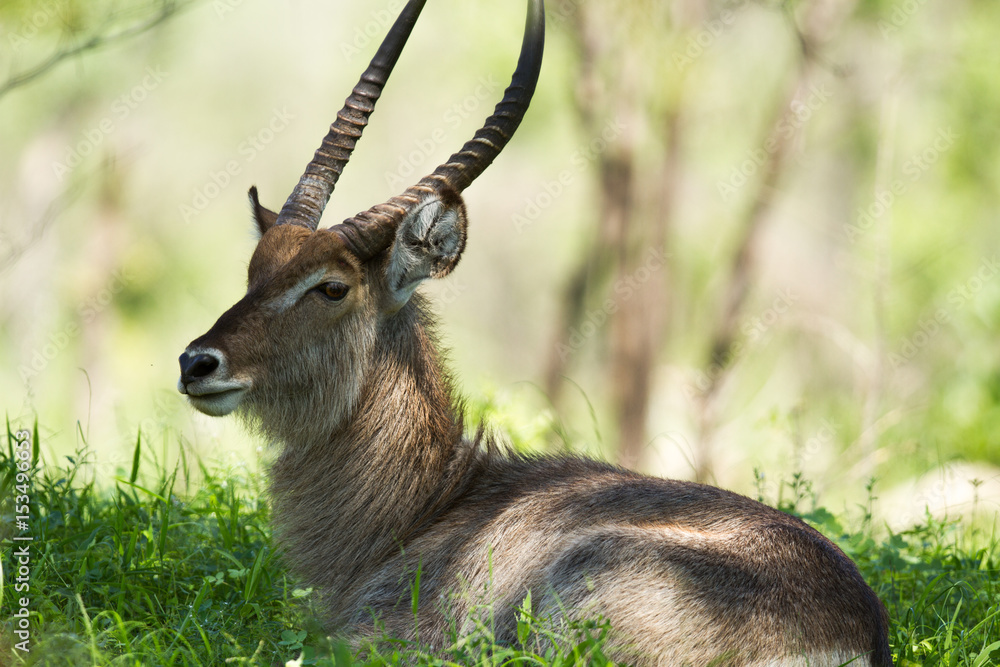 Naklejka premium Water Buck