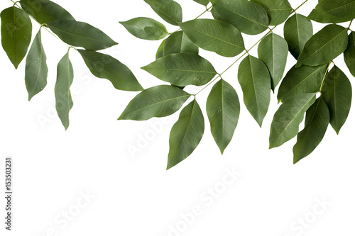 Green leaves isolated on white background with clipping path
