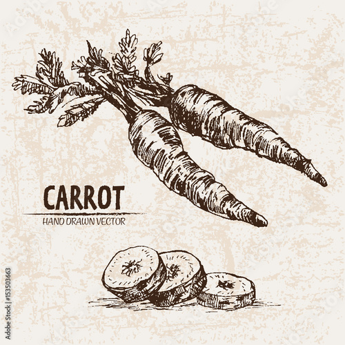 Digital vector detailed line art carrot vegetable hand drawn retro illustration collection set. Thin artistic pencil outline. Vintage ink flat style, engraved simple doodle sketches. Isolated