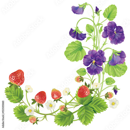 beautiful heartsease . vector illustration of a realistic