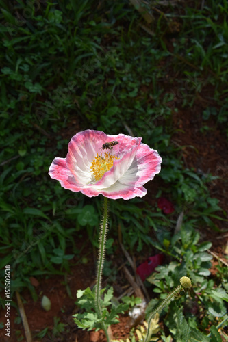 Wallpaper Mural The opium flower, Poppy and a worker bee seeking for sweet juice Torontodigital.ca