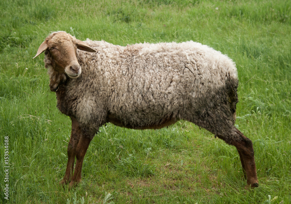 Obraz premium Sheep on green field