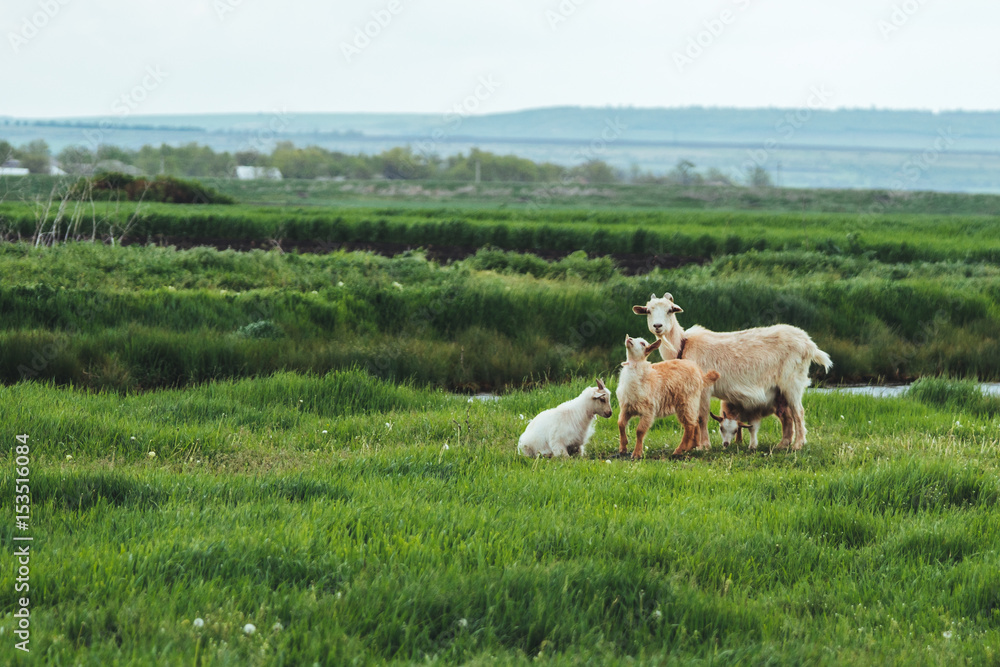 Obraz premium Goat family goats browse on a green grass meadow