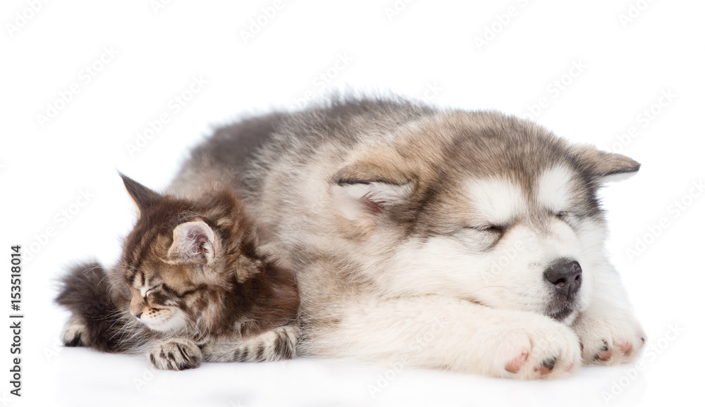 puppy and cat sleeping together. isolated on white background
