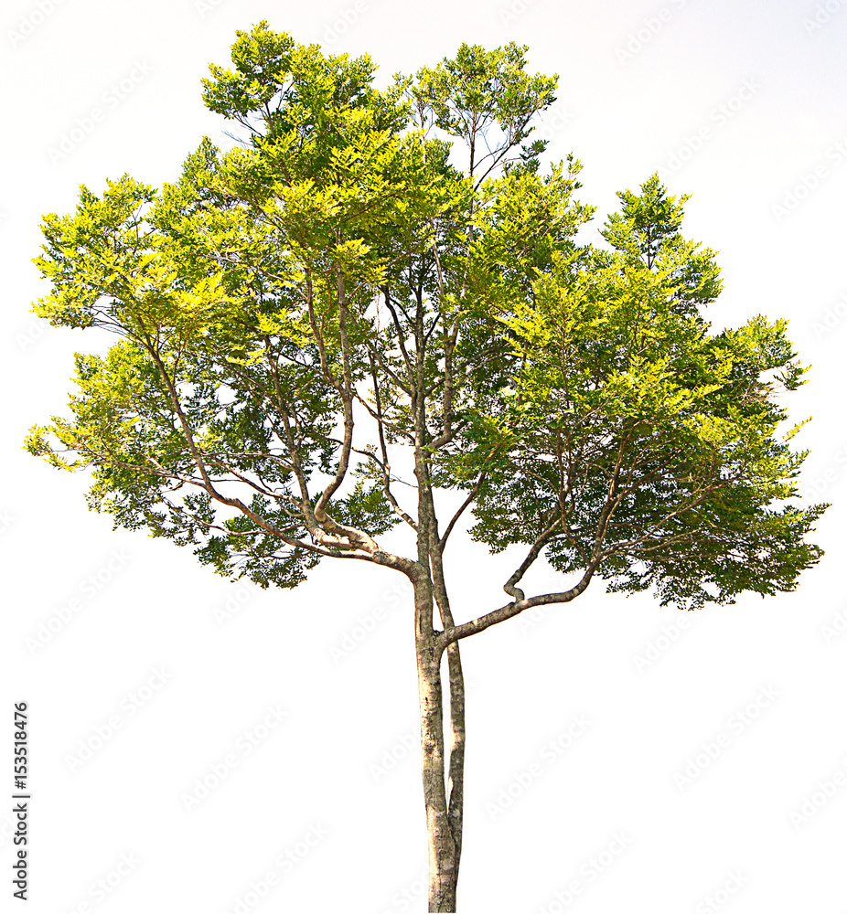 Tree isolated on a white background Tree isolated on a white background