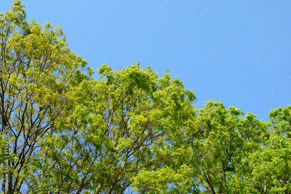 けやきの新緑と青空