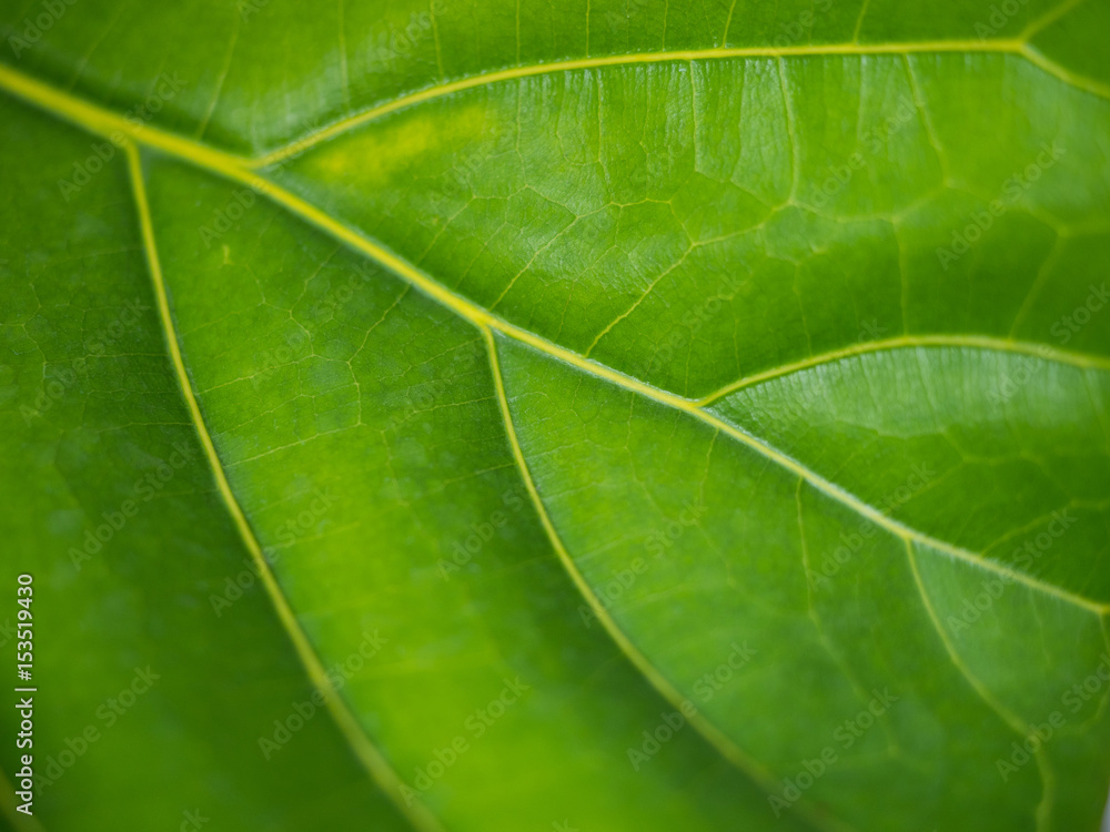 Green leaves background. Leaf texture