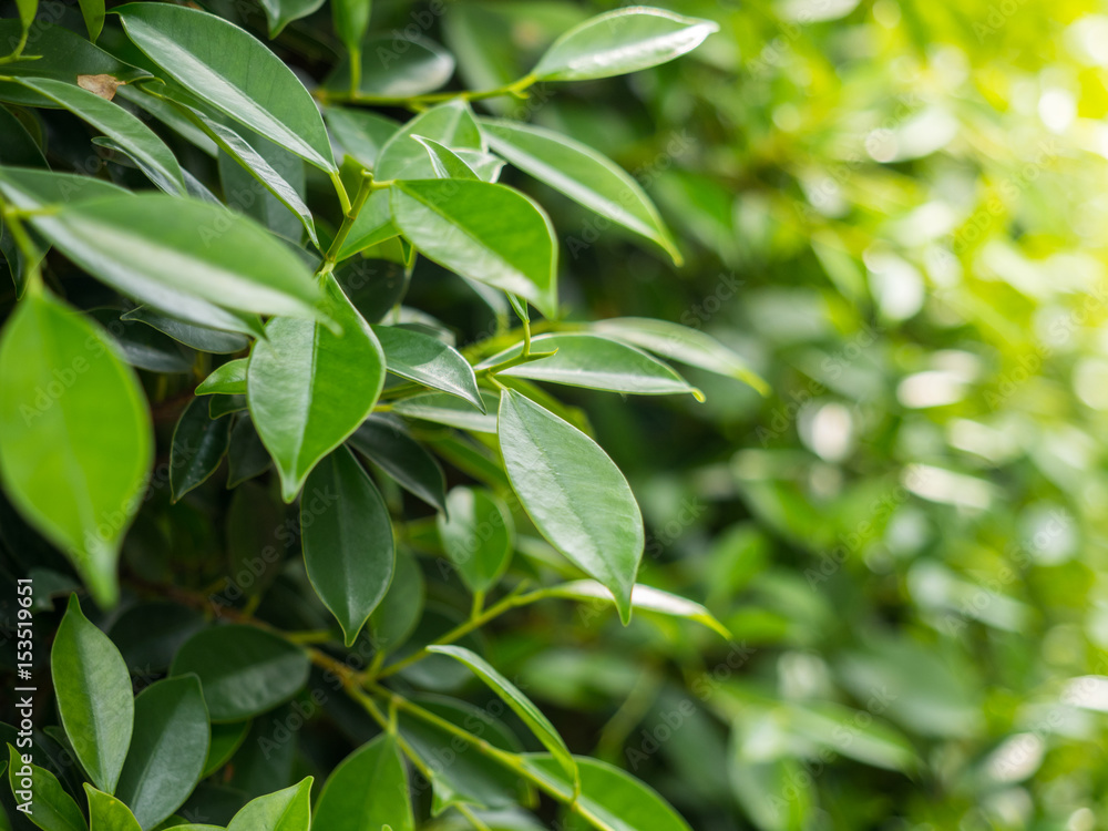 Green bush background, Ficus annulata background