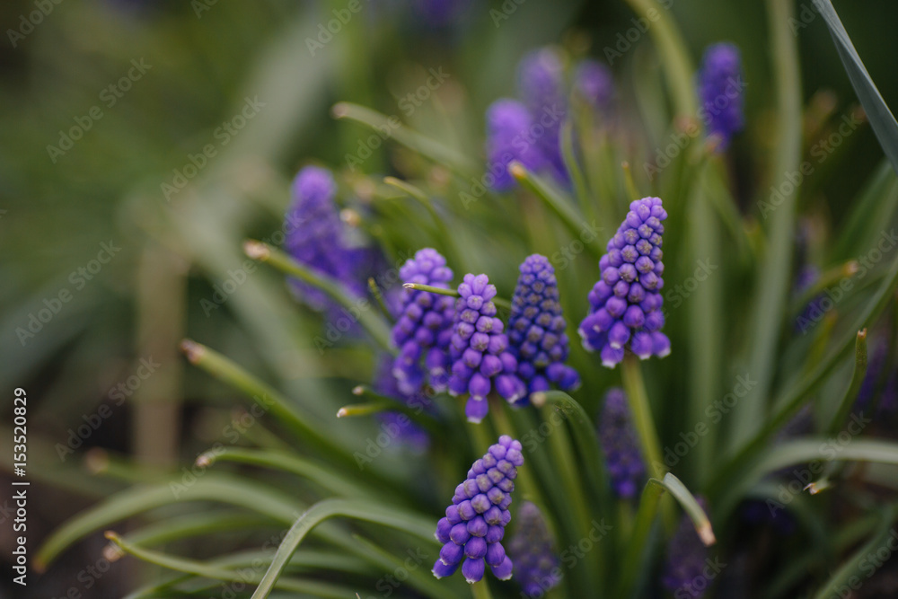 spring young blue flowers on green stems spring young blue flowers on green stems