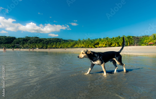 Little dog exploring the beach at Puerto Carrillo, Costa Rica