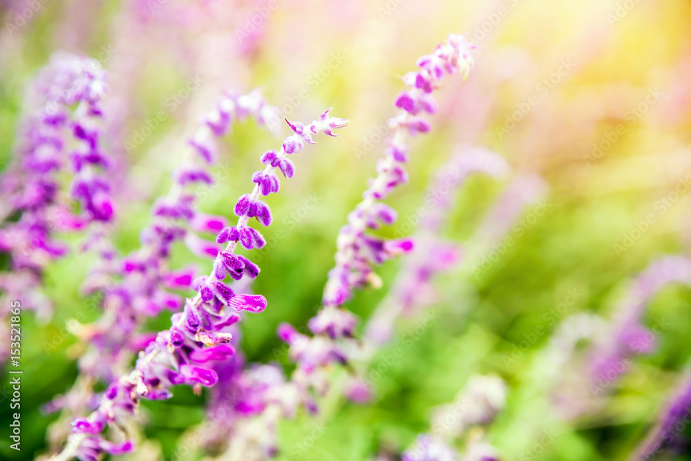 Obraz premium Close up of Lavender flower. Light purple lavender flower.