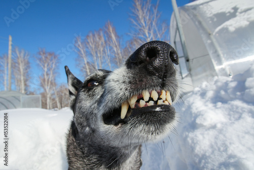 Wallpaper Mural Grey shepherd grins on nature in the winter Torontodigital.ca