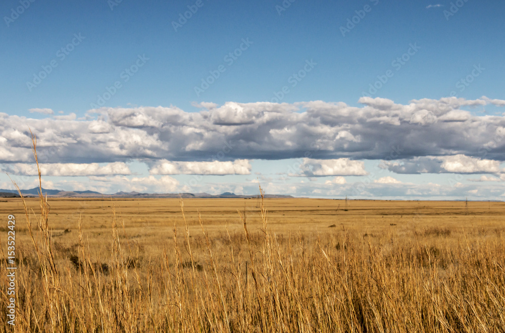 Golden Winter Grassland Landscape Against Blue Sky and Clouds