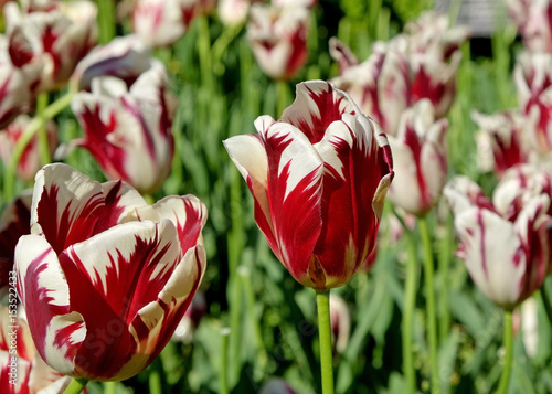 Striped Rembrandt tulips photo