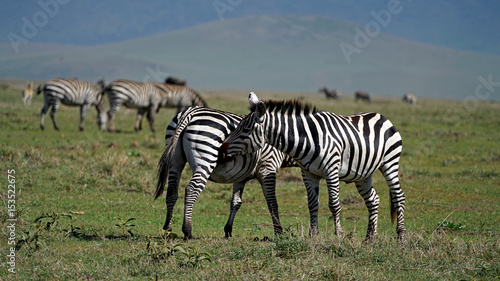 Zebras Courtship Ritual in Ngorongoro Crater, Tanzania