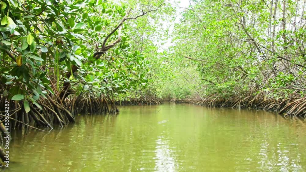 Water naturally beautiful mangrove forest. Water naturally beautiful mangrove forest.