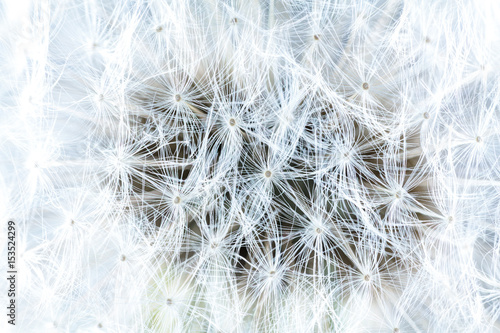 White dandelion extreme close up.