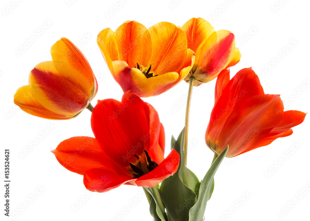 Bouquet of red tulips Bouquet of red tulips