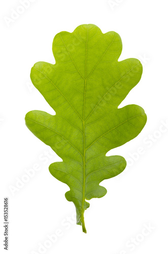Oak leaf on white isolated background