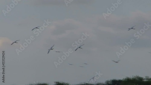 Wallpaper Mural Birds in the sky Torontodigital.ca