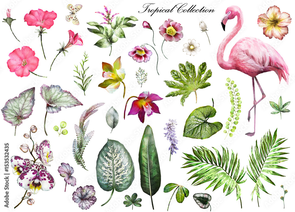 Tropical Collection with plants elements - leaf, flowers. Botanical illustration isolated on white background. watercolor nature. Exotic set with Flamingo, palm, orchid, hibiscus. Tropical Collection with plants elements - leaf, flowers. Botanical illustration isolated on white background. watercolor nature. Exotic set with Flamingo, palm, orchid, hibiscus.