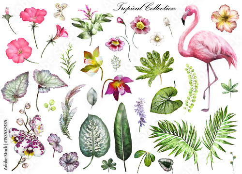 Tropical Collection with plants elements - leaf, flowers. Botanical illustration isolated on white background. watercolor nature. Exotic set with Flamingo, palm, orchid, hibiscus.