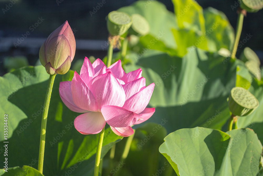 Obraz premium 蓮の花と蕾