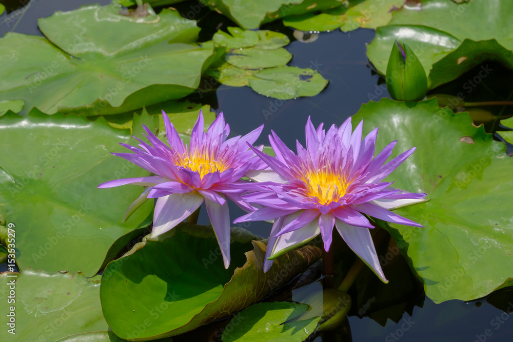 Lotus / View of lotus in the pond with sunny. Lotus / View of lotus in the pond with sunny.