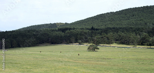 Buffalo