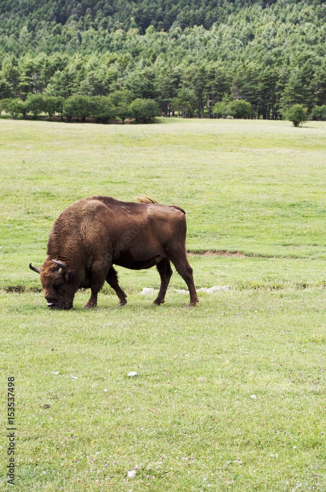 Buffalo