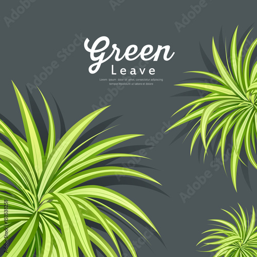 Vector pandanus tree green leaves background design  illustration