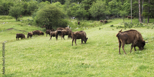 Buffalo