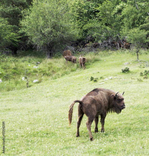 Buffalo