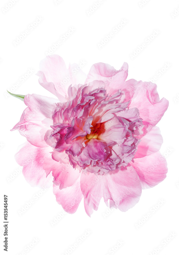 peony flower isolated