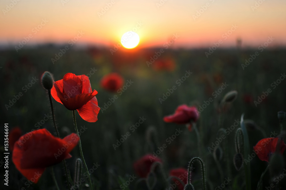 Fototapeta premium Piękne czerwone maki o zachodzie słońca
