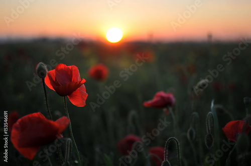 Beautiful red poppies at sunset