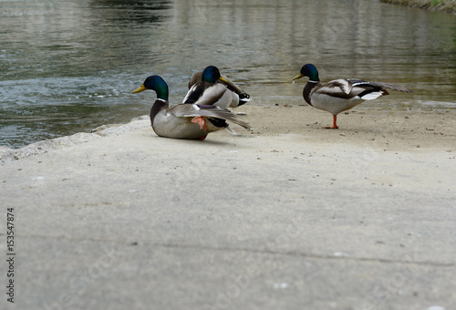 Enten am Wasser 