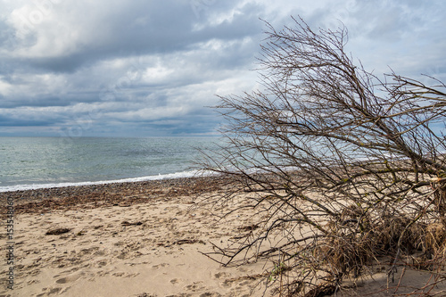 Fototapeta Naklejka Na Ścianę i Meble -  Umgestürzter Baum an der Küste der Ostsee
