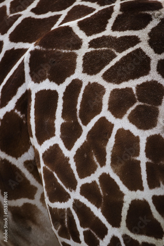 Giraffe Musterung