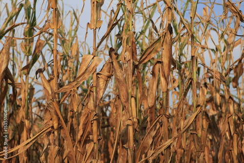 Corn in an Indiana field during a drought 